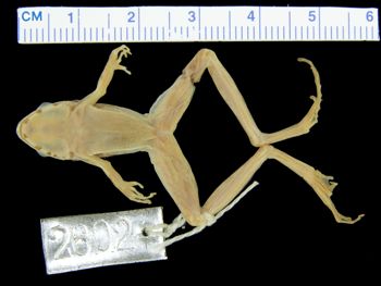 Media type: image; Herpetology A-2602